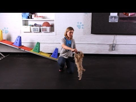 17 Cool, Unique, Useful & Funny Dog Tricks + How to Teach