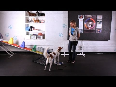 17 Unique, Funny & Useful Dog Tricks (Must Teach!)