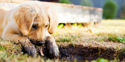 Why Do Dogs Dig Holes? 10 Reasons & How To Make Them Stop