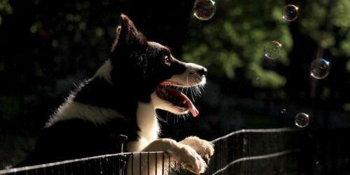 8 Tips & Tricks to Keep Your Dog From Jumping The Fence