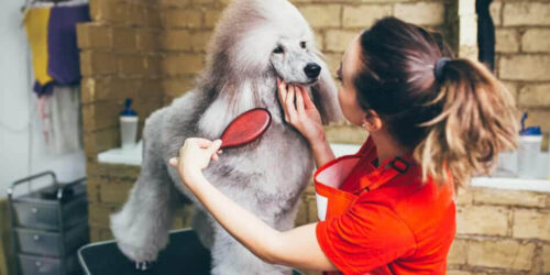 Dog Groomer Salaries: How Much Do They Make/Self Employment