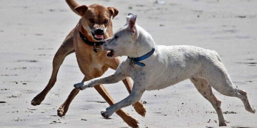 A dog shows dominance over another dog while playing on the beach